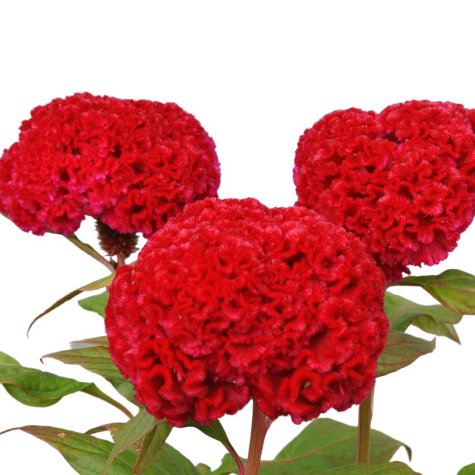 紅陽2号 | 花き栽培のツボ | 福花園種苗株式会社